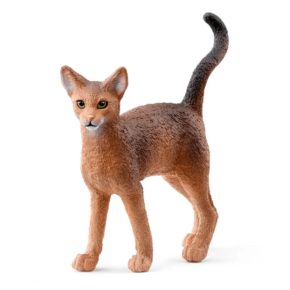 Abyssinian Kat