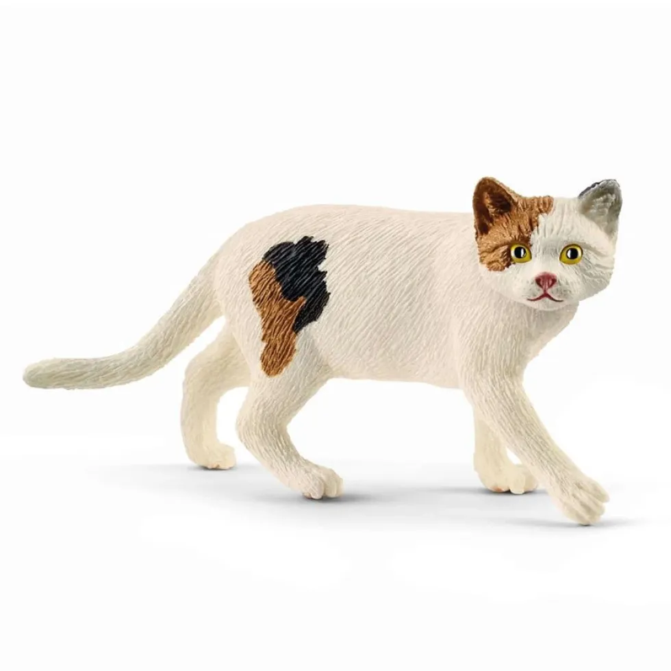 Amerikansk Shorthair Kat
