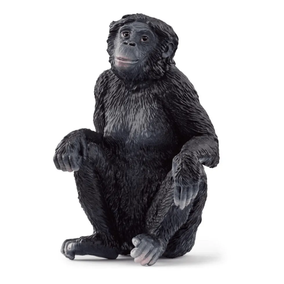 Bonobo Hun