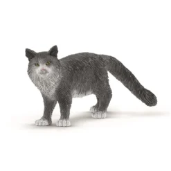 Dyr Maine Coon Kat