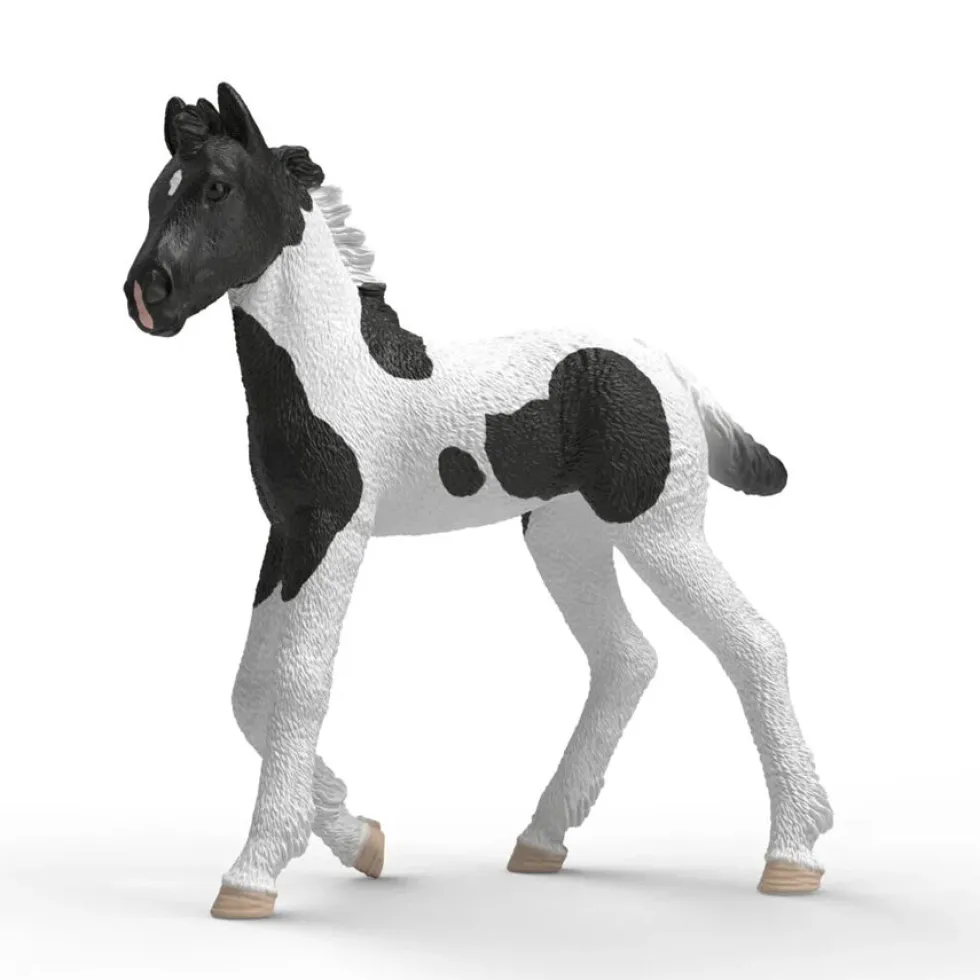 Føllet Rocky