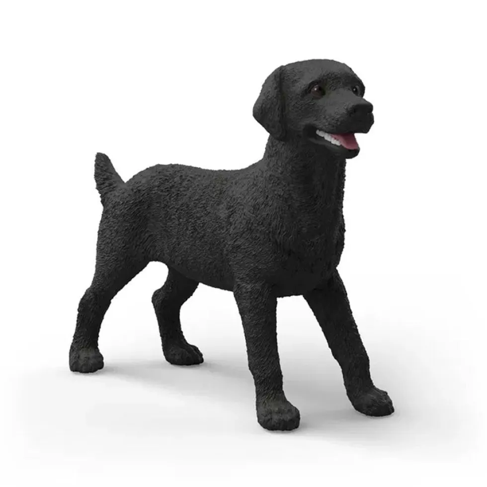Hun Labrador Retriever i Sort