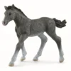 Trakehner Føl