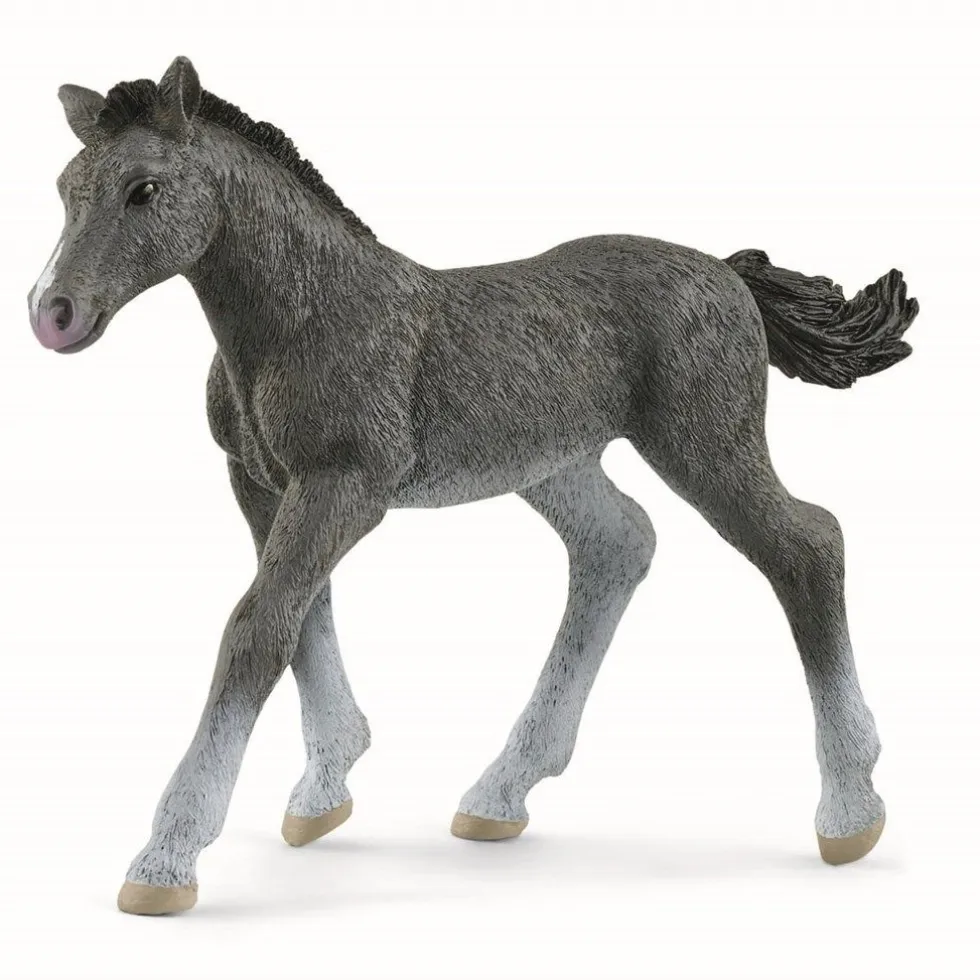 Trakehner Føl